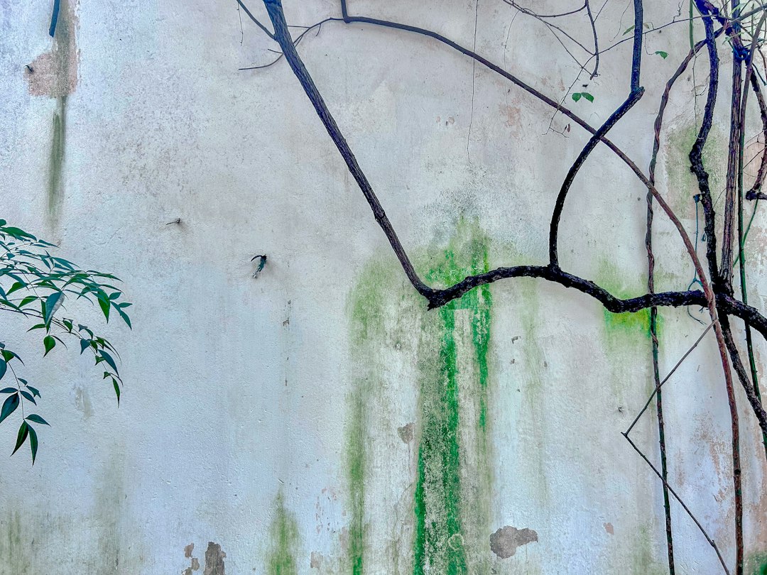 Green algae staining on rendered exterior wall