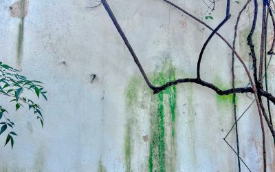 Green algae staining on rendered exterior wall